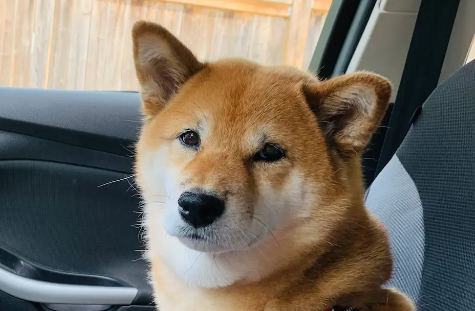 Poochie the dog